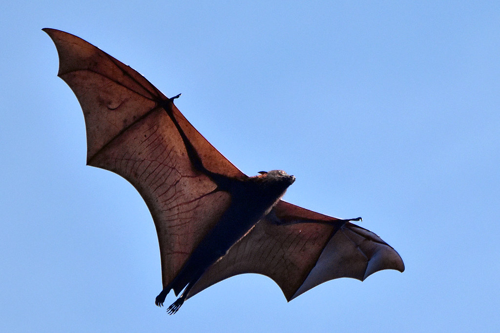Murciélago más grande del mundo en pleno vuelo. 