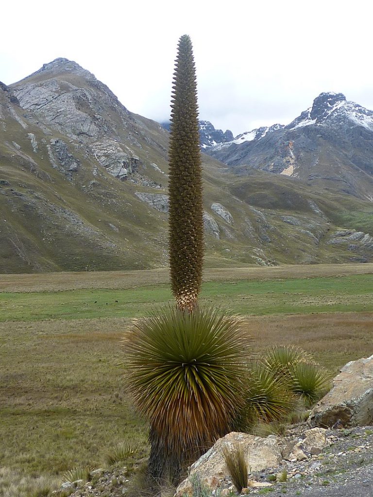 Puya Raimondii, en medio de la Cordillera de los Andes.