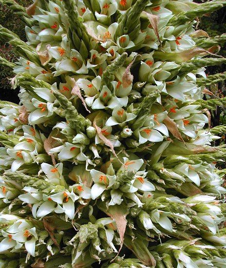 Flores de la planta Puya Raimondii.