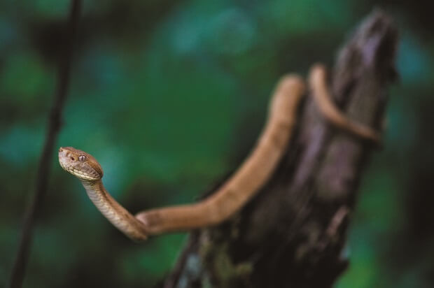 Una de las serpientes venenosas que hay en la Isla de Quemada Grande.