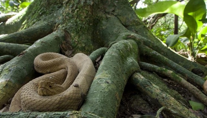 Una de las serpientes venenosas que hay en la Isla de Quemada Grande.