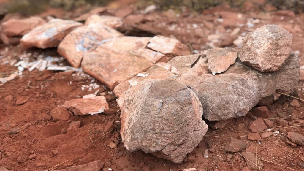 hallaron el fémur de un titanosaurio mientras trabajaban en cercanías de Añelo.