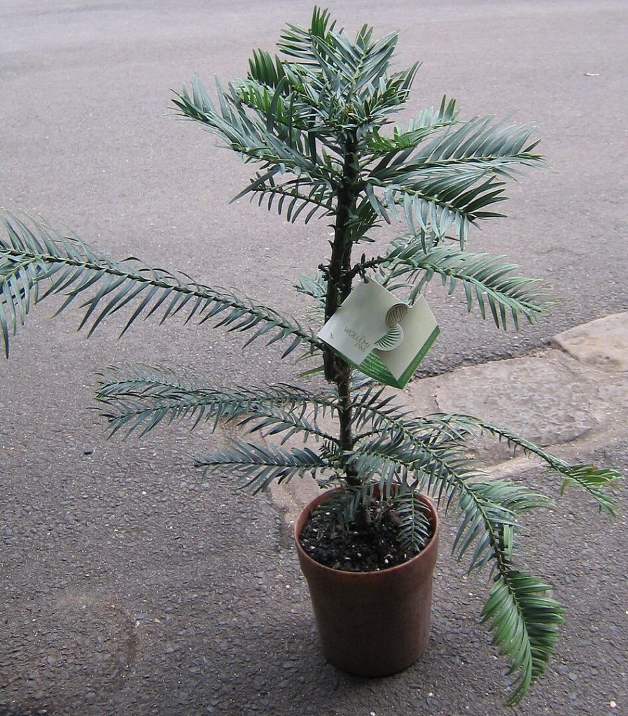 Un pino "Wollemia nobilis" en sus primeros años de vida. 