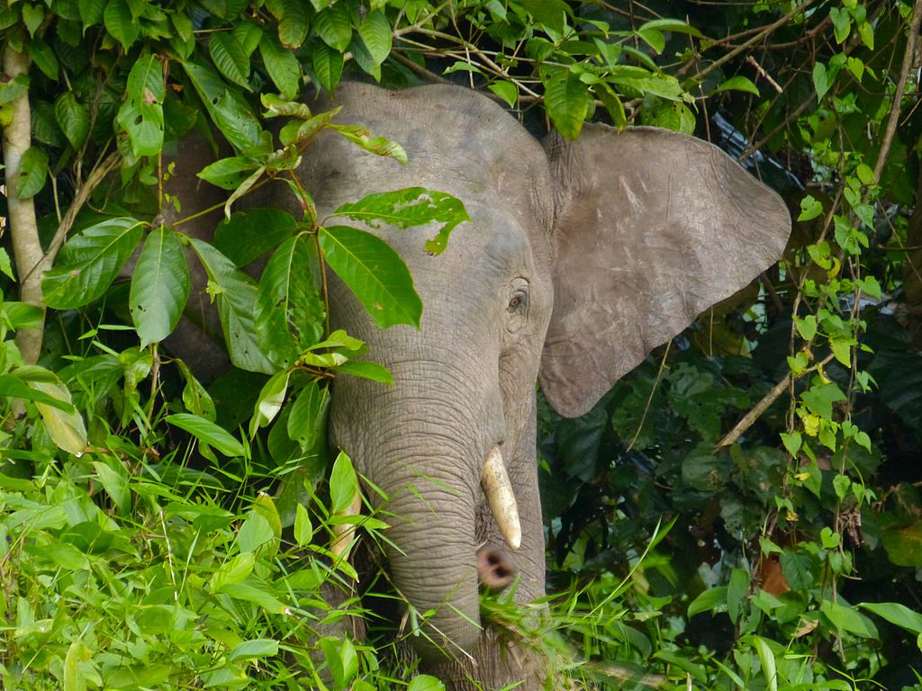 Elefante de Borneo entre los árboles.