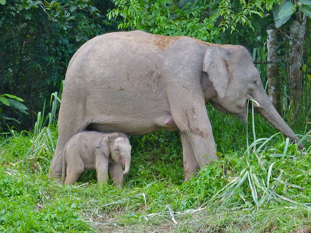 Elefante de Borneo junto a su cría. 