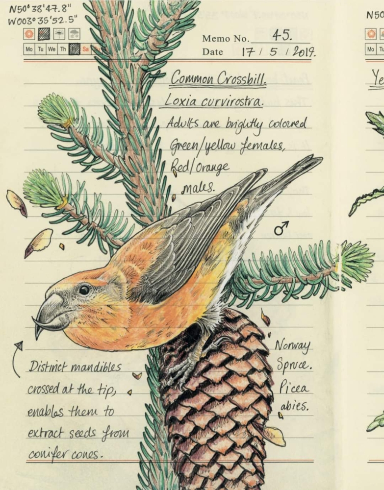 Pájaro dibujado por la ilustradora Jo Brown.
