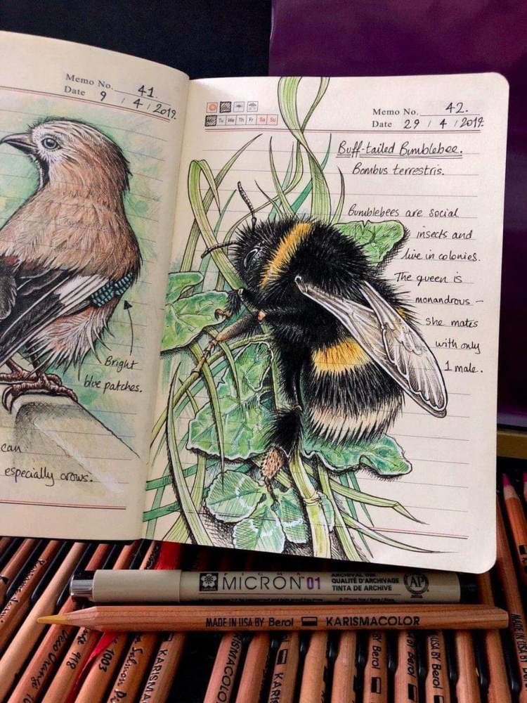 Abejorro y pájaro dibujado por la ilustradora Jo Brown.