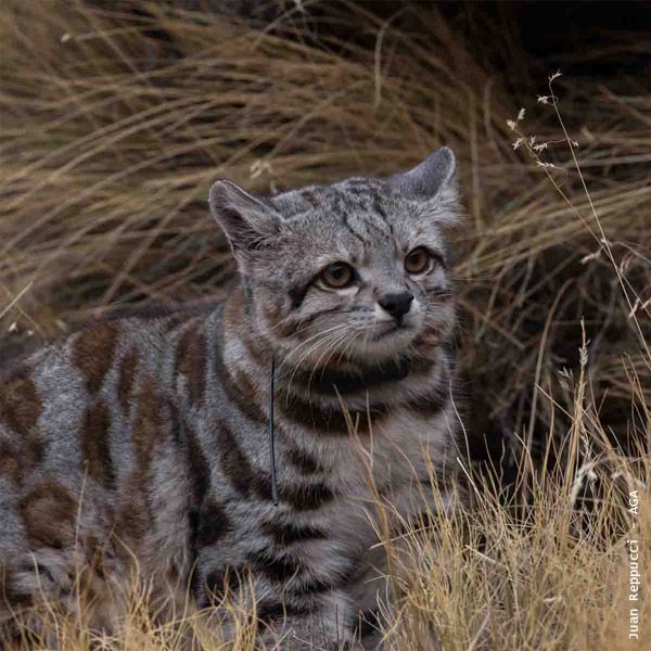 Gato andino, fotografiado entre pastizales. 
