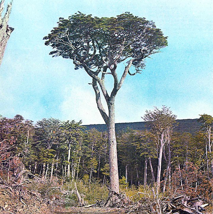 Un ejemplar de la especie a la que pertenece el árbol más austral del mundo. 