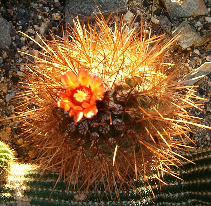 Detalles de un cactus “Parodia aureicentra”.