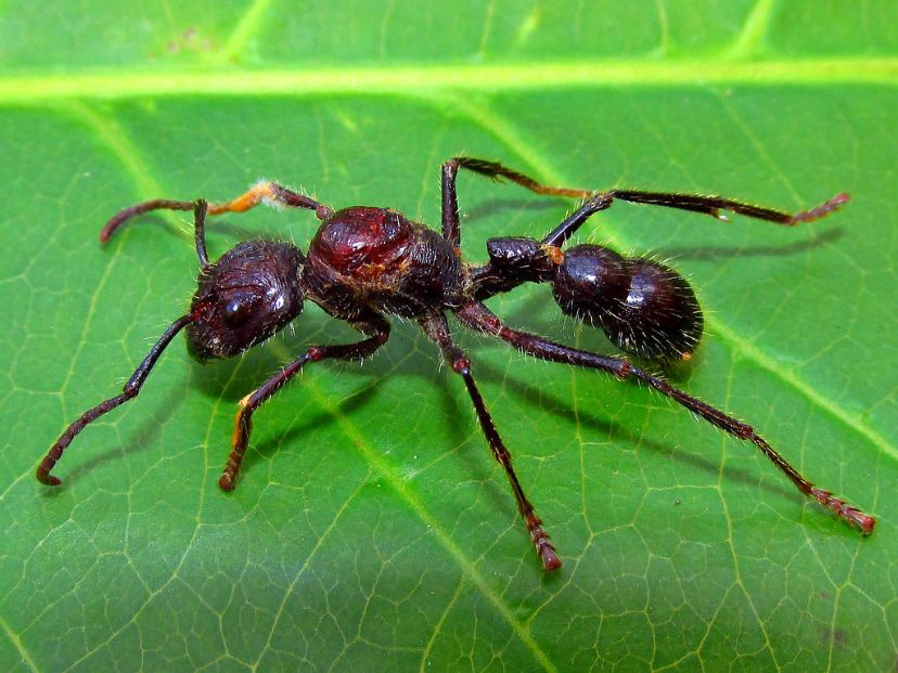 hormiga-picadura