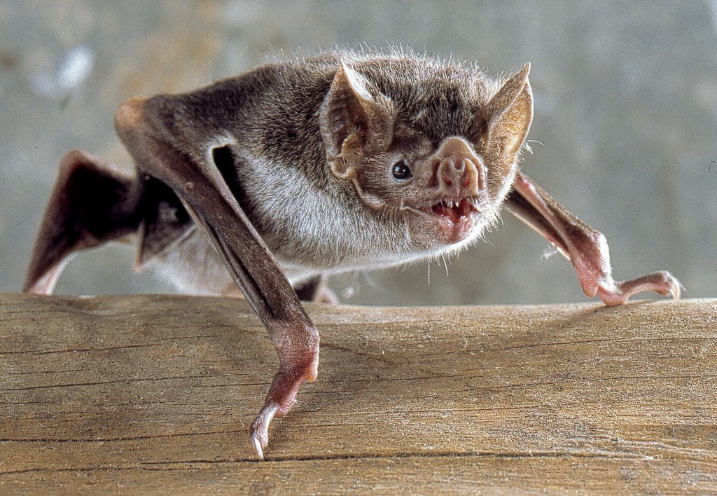 Murciélago vampiro común, Desmodus rotundus, corriendo en el suelo