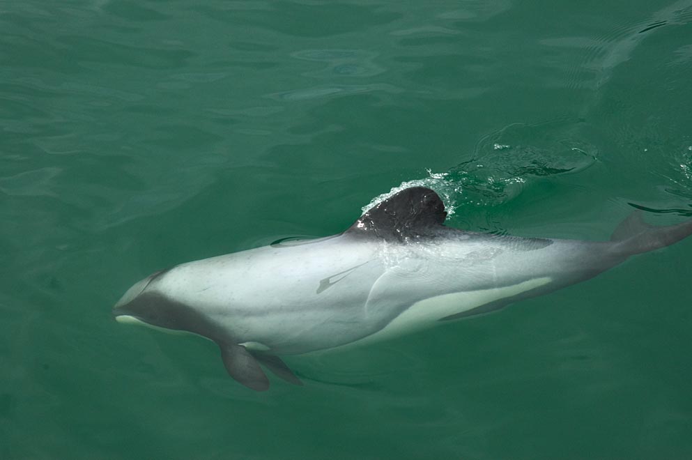 Uno de los delfines más pequeños del mundo nadando.