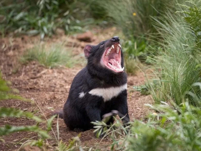 demonio-de-tasmanio