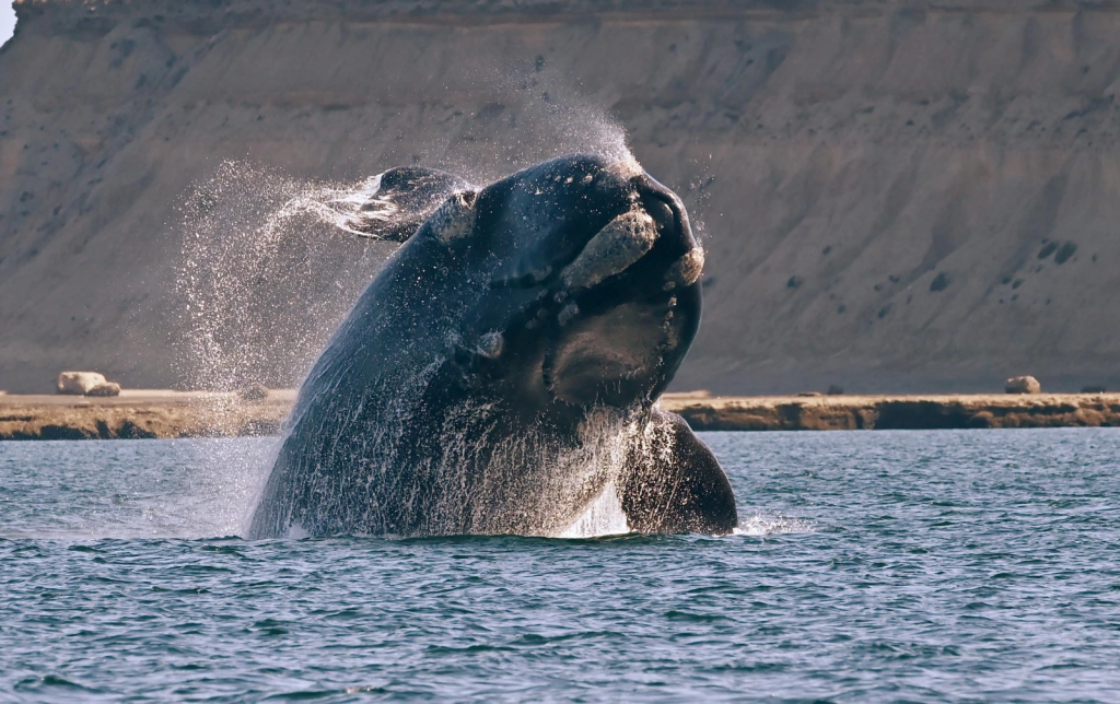 Se lanzó oficialmente la Semana de las Ballenas en Chubut (Foto: Ministerio de Turismo Chubut)