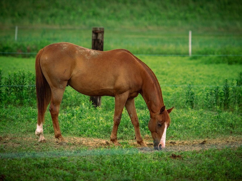 caballo-argentina