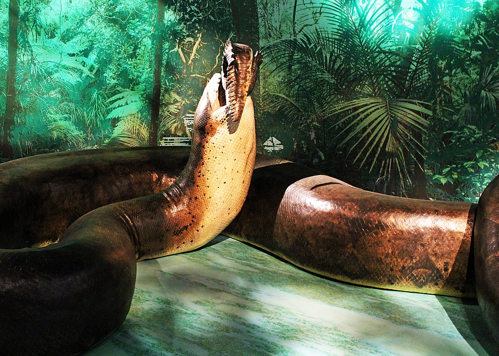 Replica exacta de un ejemplar de "Titanoboa cerrejonensis", la serpiente más grande del mundo y de la historia. 
