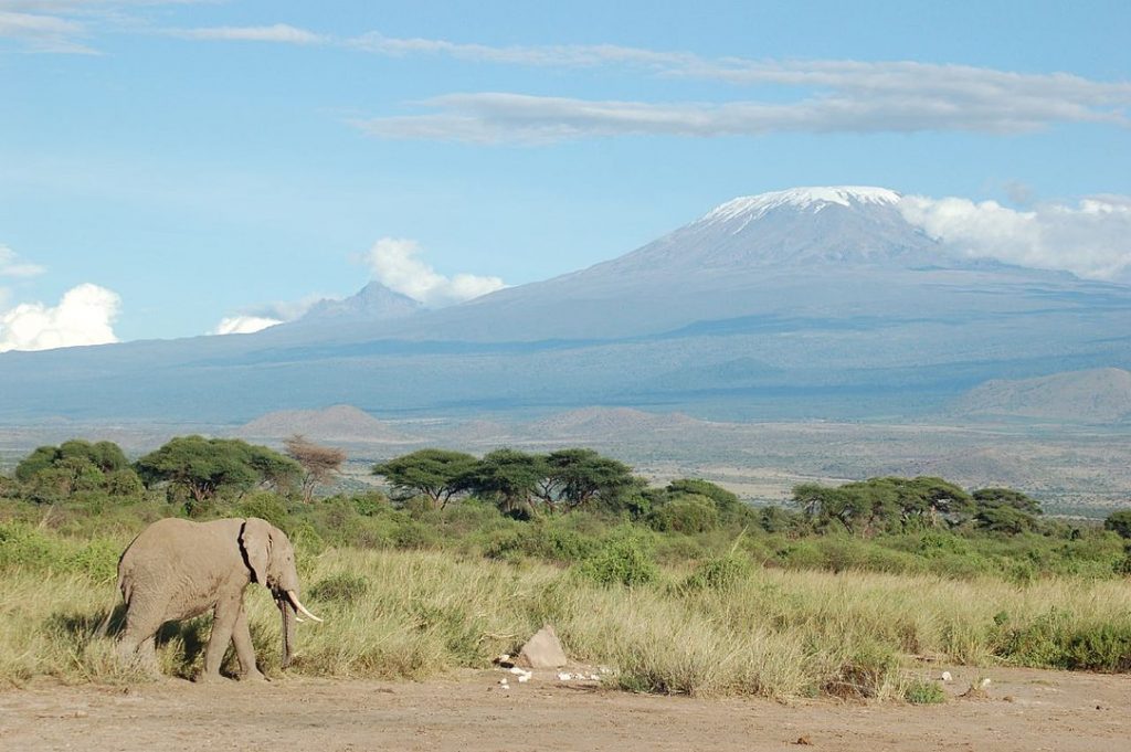 Elefante y un paisaje verde, frente a la montaña más alta de África.