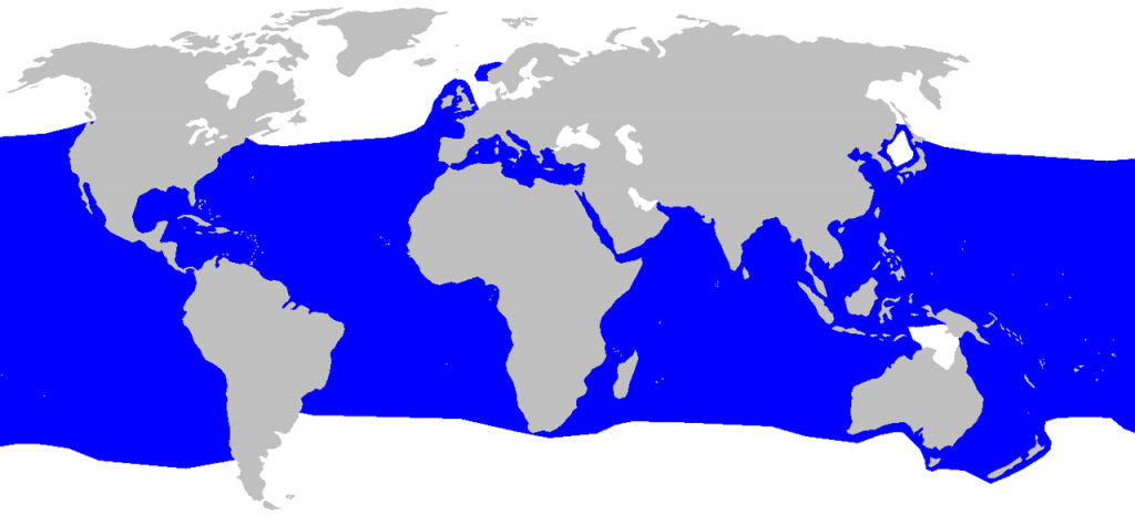 En azul, la zona de la Tierra donde habita el tiburón mako. 