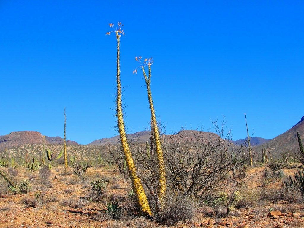 Un ejemplar de fouquieria columnaris en el desierto. 