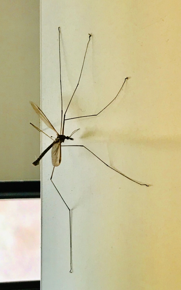 Mosquito más grande del mundo en una pared de China. 