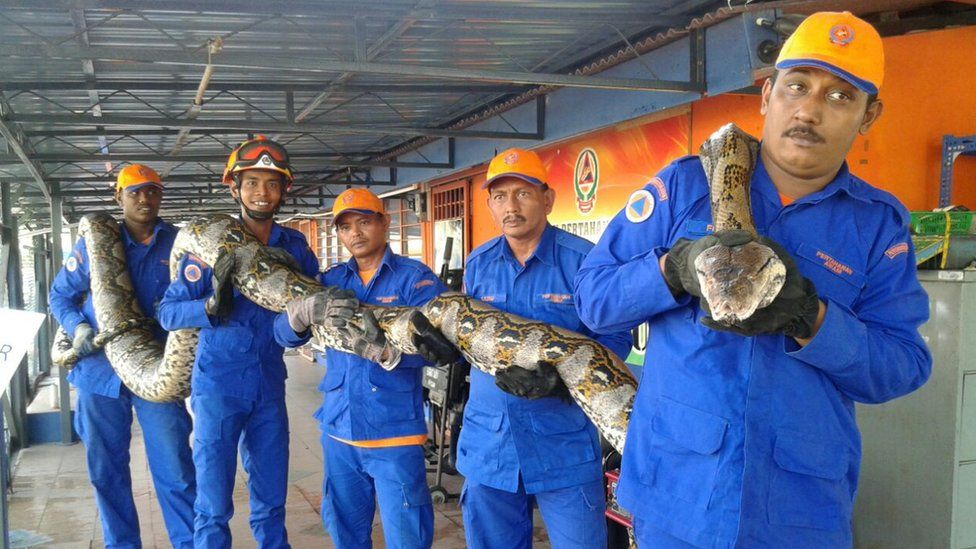 Posible serpiente más grande del mundo en Malasia. 