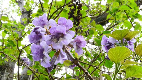 Hojas violetas de un Kiri en la naturaleza. 