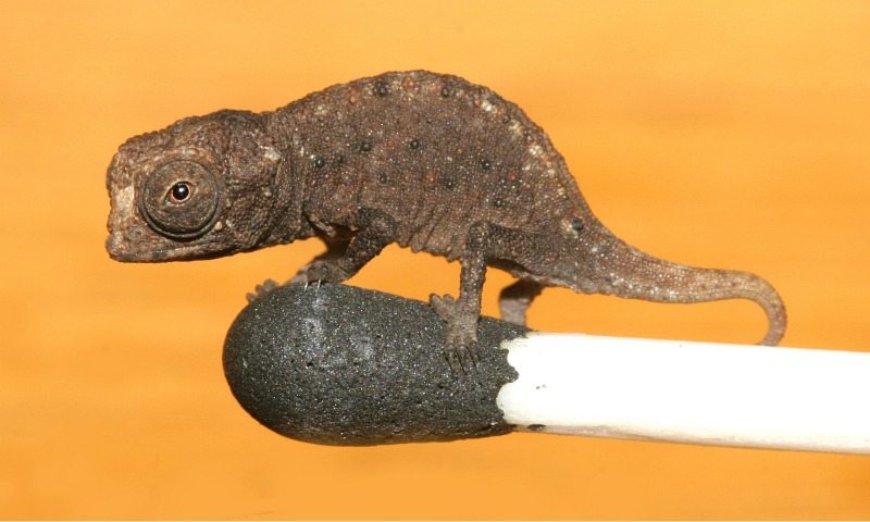 El camaleón más pequeño del mundo, sobre un fósforo. 