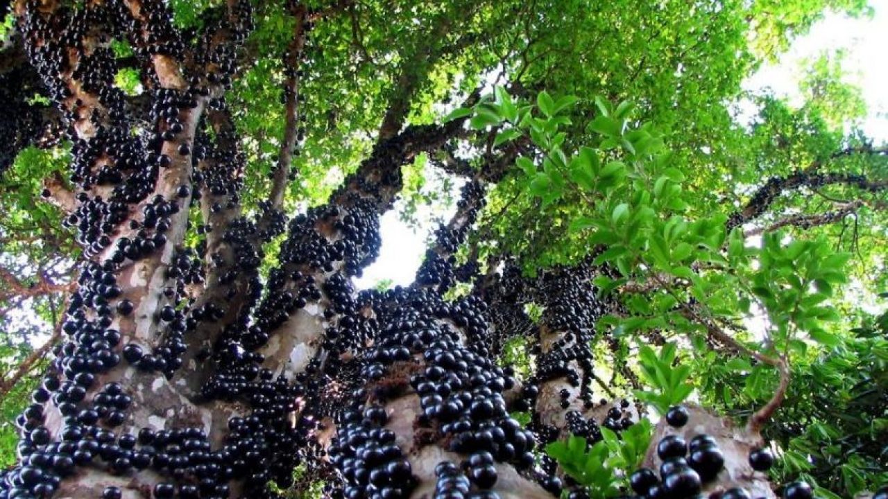 El Bosque Ahogado de Jabuticaba, Brasil