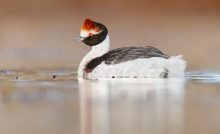 maca-tobiano