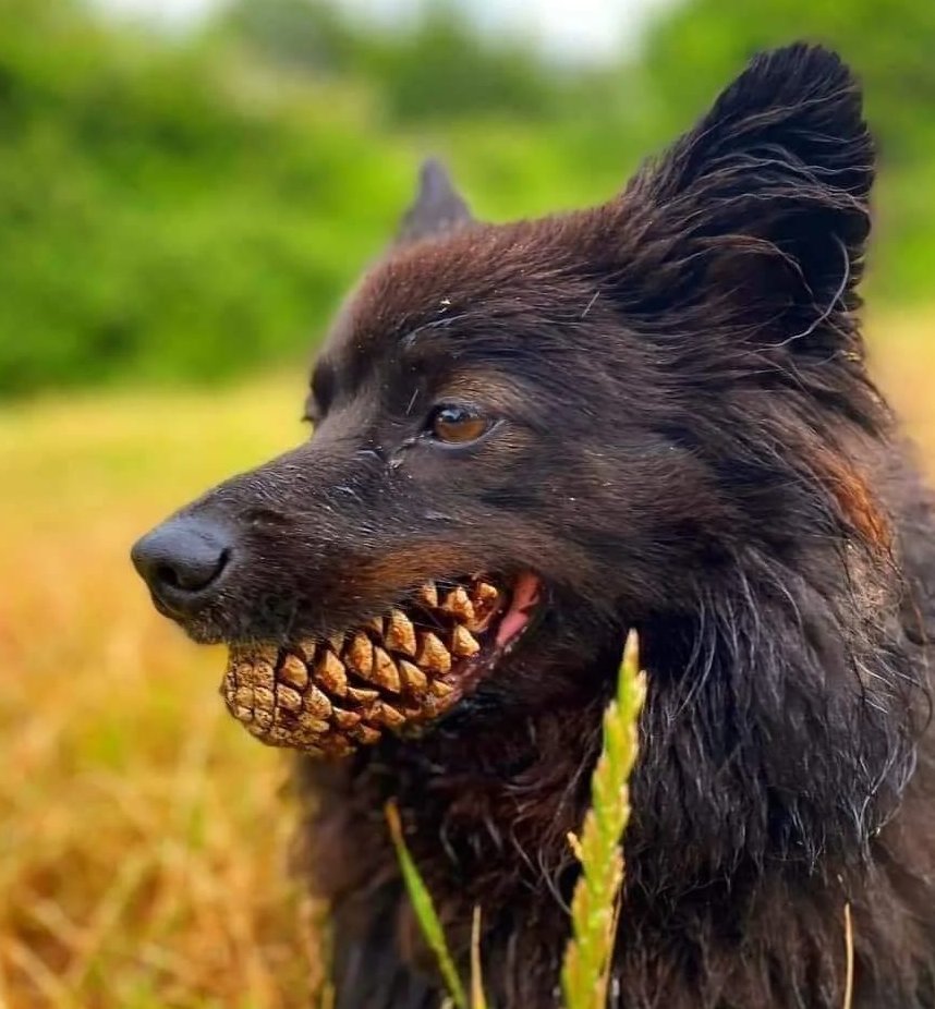 Perro con una piña en la boca, que simula su dentadura en una de estas fotos increíbles. 