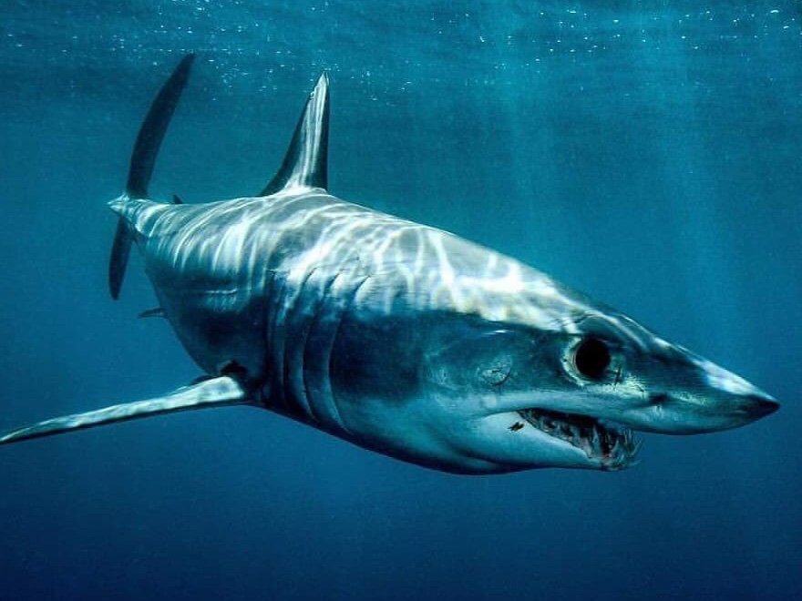 Un tiburón mako en su hábitat natural. 