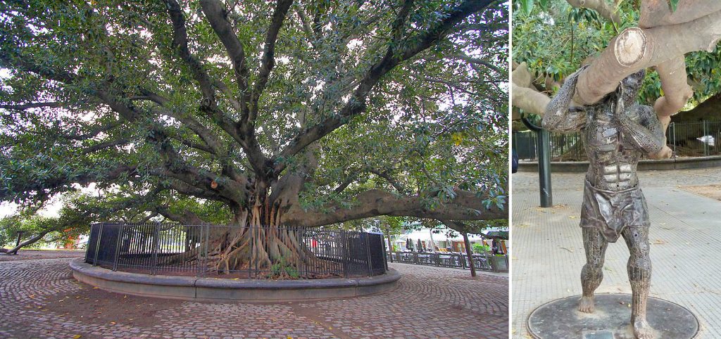 los 5 árboles más antiguos de CABA Gomero de recoleta