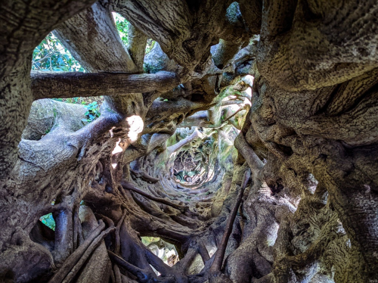 Higuera estranguladora: la extraña especie vegetal que crece alrededor