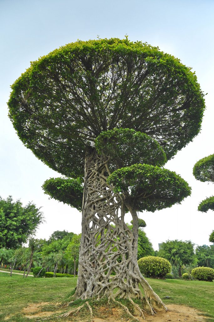 Higuera estranguladora: la extraña especie vegetal que crece alrededor de otros árboles hasta asfixiarlos