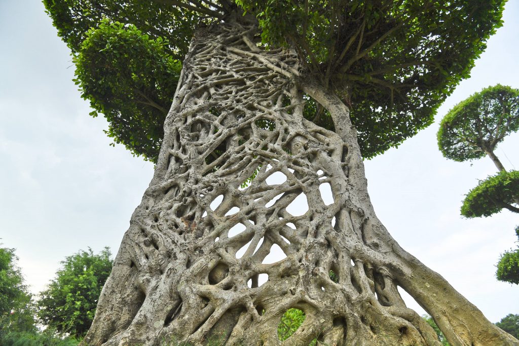 Higuera estranguladora: la extraña especie vegetal que crece alrededor de otros árboles hasta asfixiarlos