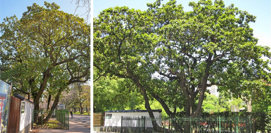 los 5 árboles más antiguos de CABA magnolia avellaneda