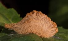 oruga-de-peluche