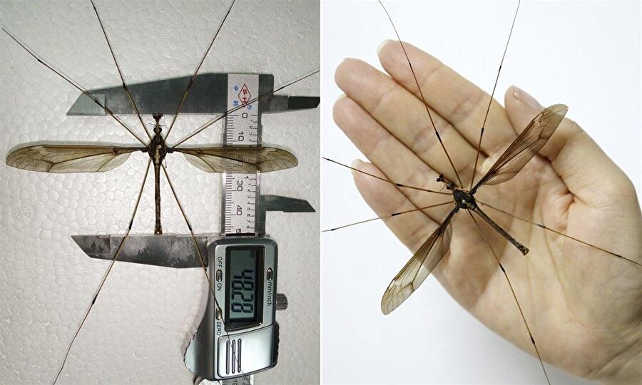 Ejemplar del mosquito más grande del mundo. 