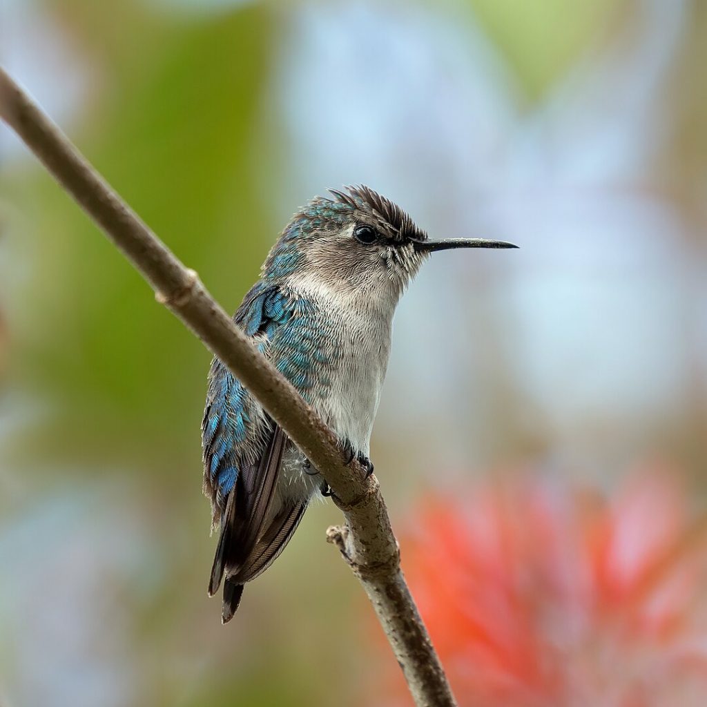 Un ejemplar del colibrí más pequeño del mundo. 