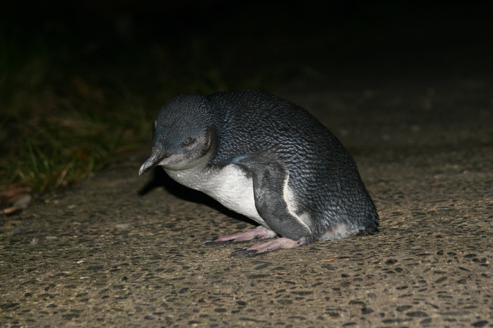Uno de los ejemplares de los pingüinos más pequeños del mundo.