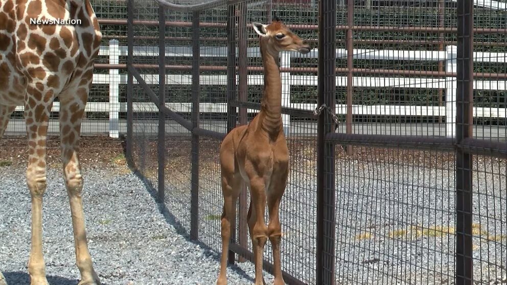 Una de las primeras fotos de la jirafa sin manchas que nació en Estados Unidos. 