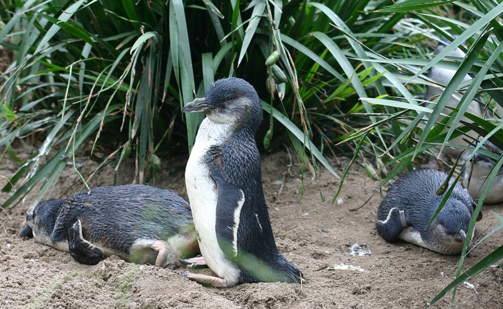 Un grupo de los pingüinos más pequeños del mundo.