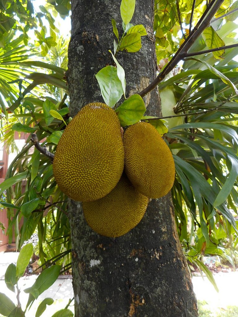 Tree With Jackfruit, The Largest Fruit In The World. 