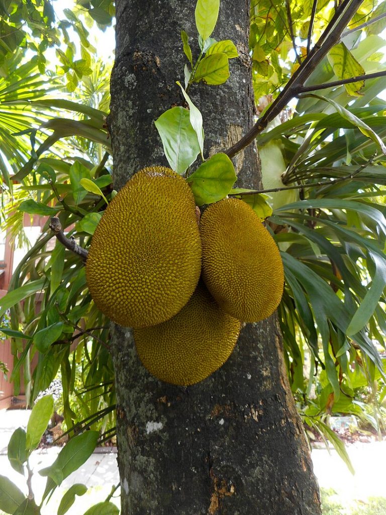 Árbol con yaca, la fruta más grande del mundo. 