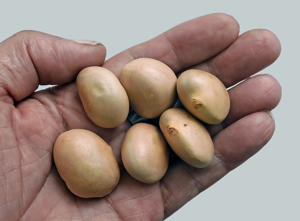 Seeds Of The Largest Fruit In The World. 