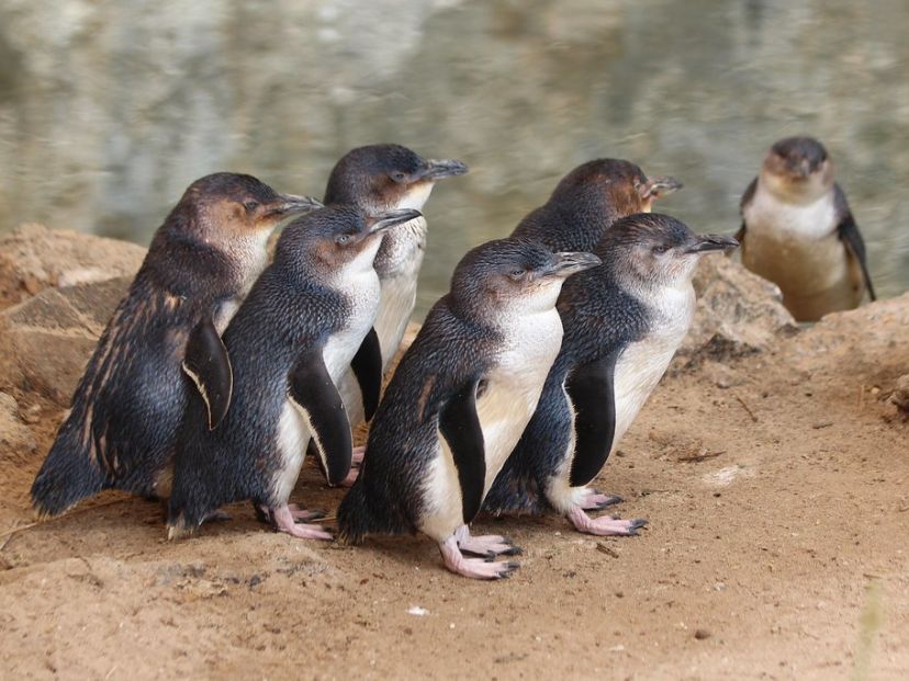 pingüinos-pequeños
