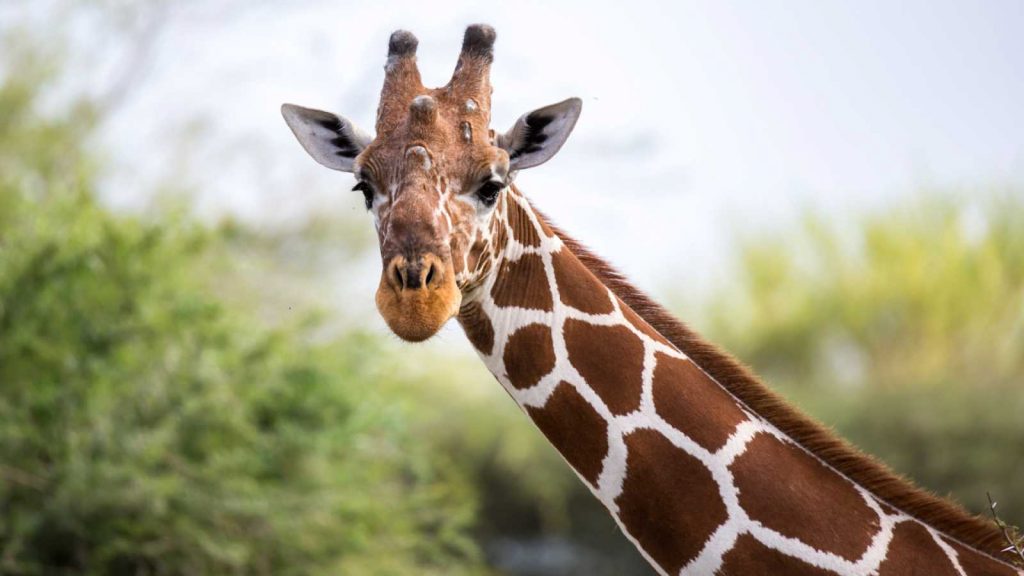 Por Qué Las Jirafas Tienen El Cuello Tan Largo Billiken