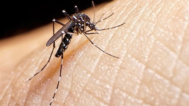 mosquito, el animal más letal