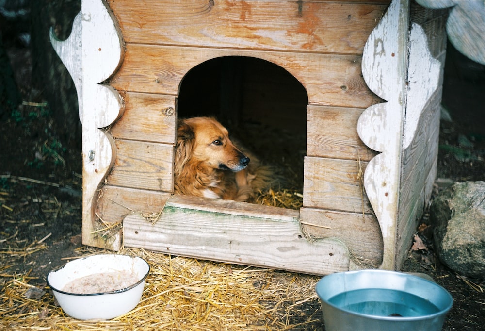 Mascota familiar dentro de una cucha de madera. 